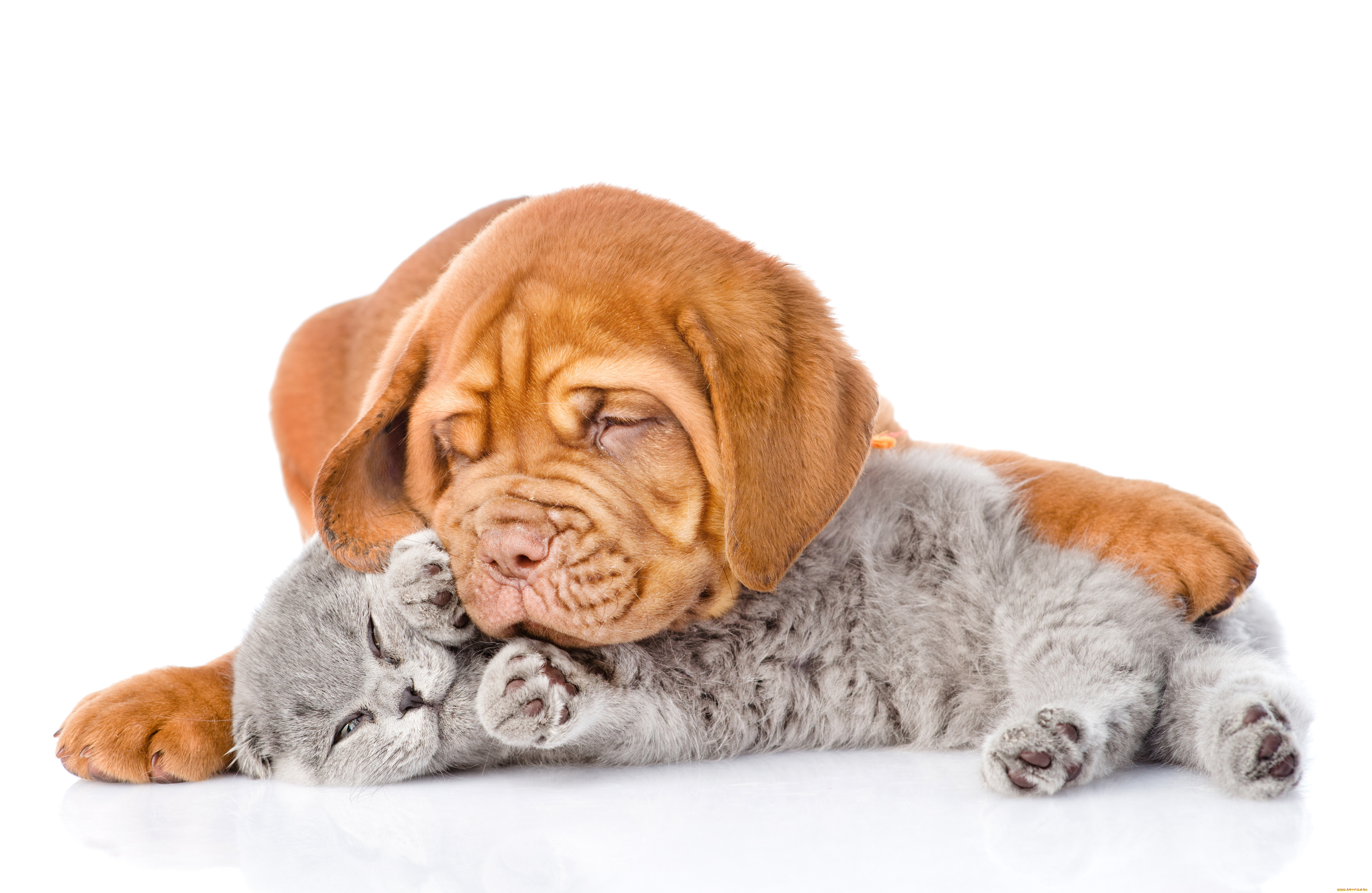 ,  , , kittens, , cat, , , dog